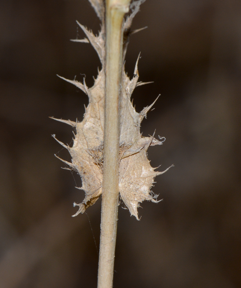 Image of Carlina curetum specimen.