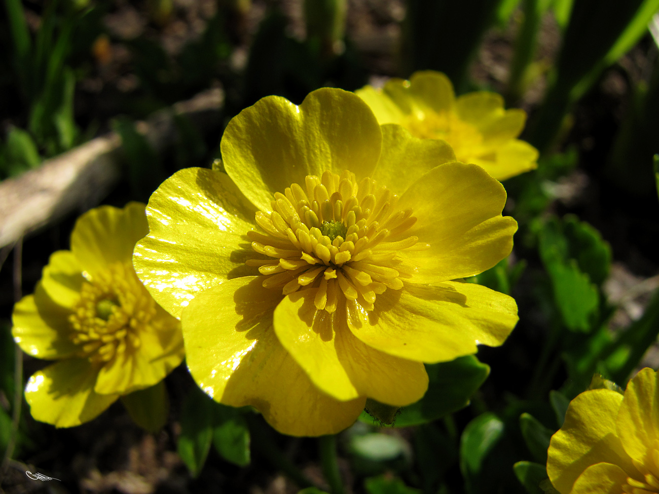 Изображение особи Ranunculus altaicus.