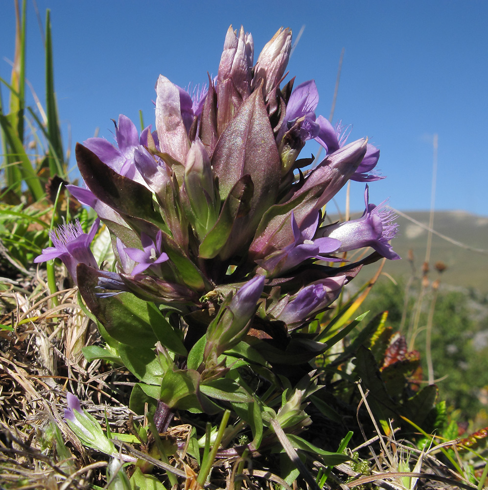 Изображение особи Gentianella biebersteinii.