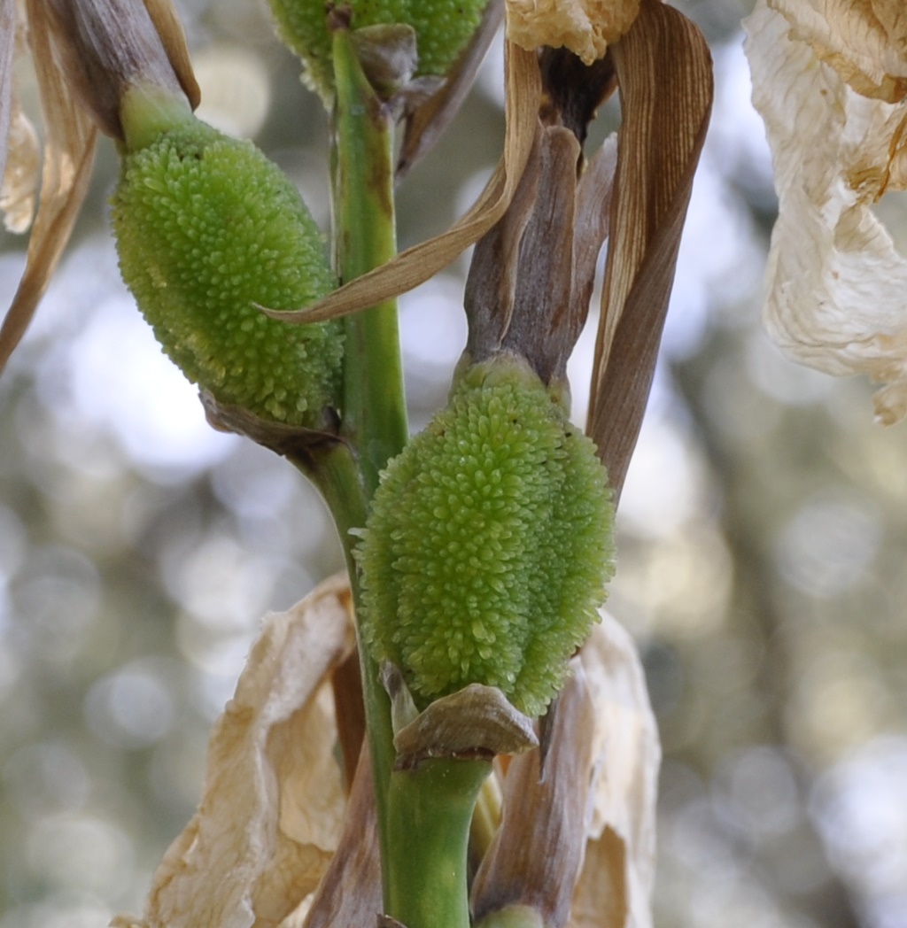 Image of Canna indica specimen.