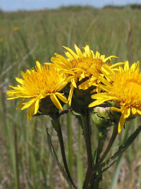 Изображение особи Inula aspera.