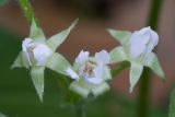 Rubus saxatilis