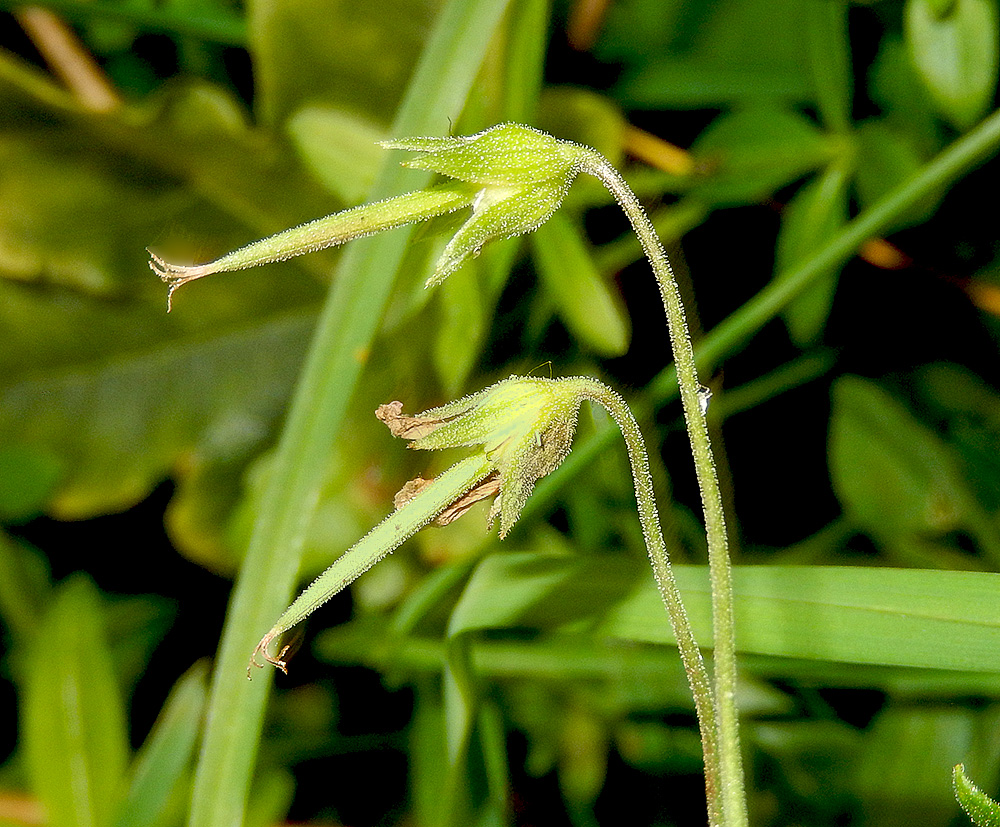 Image of Geranium depilatum specimen.