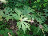 Aconitum septentrionale