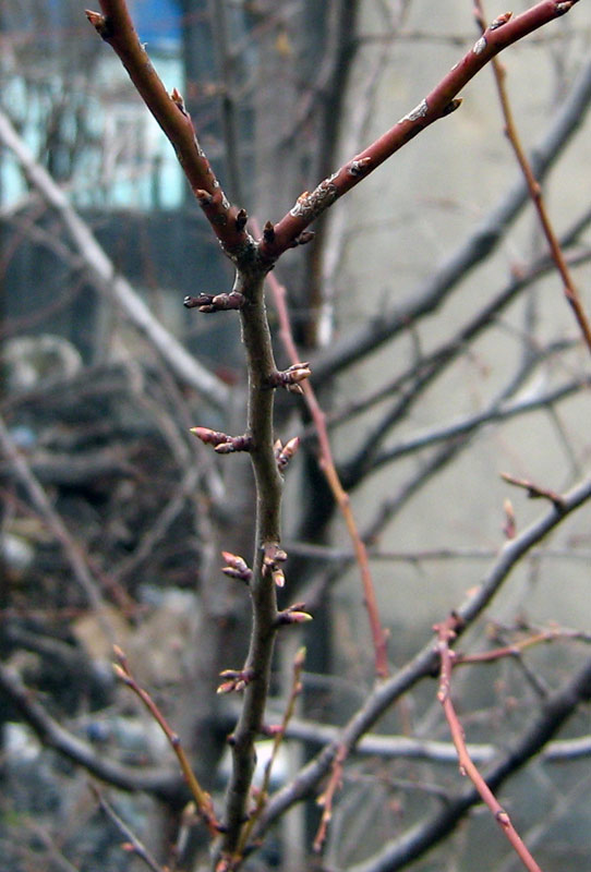 Image of Prunus cerasifera specimen.