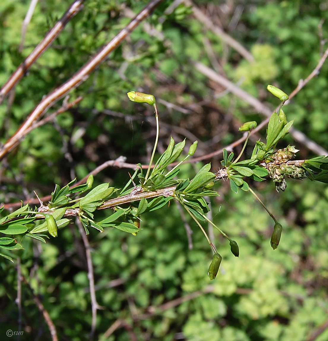 Image of Caragana frutex specimen.