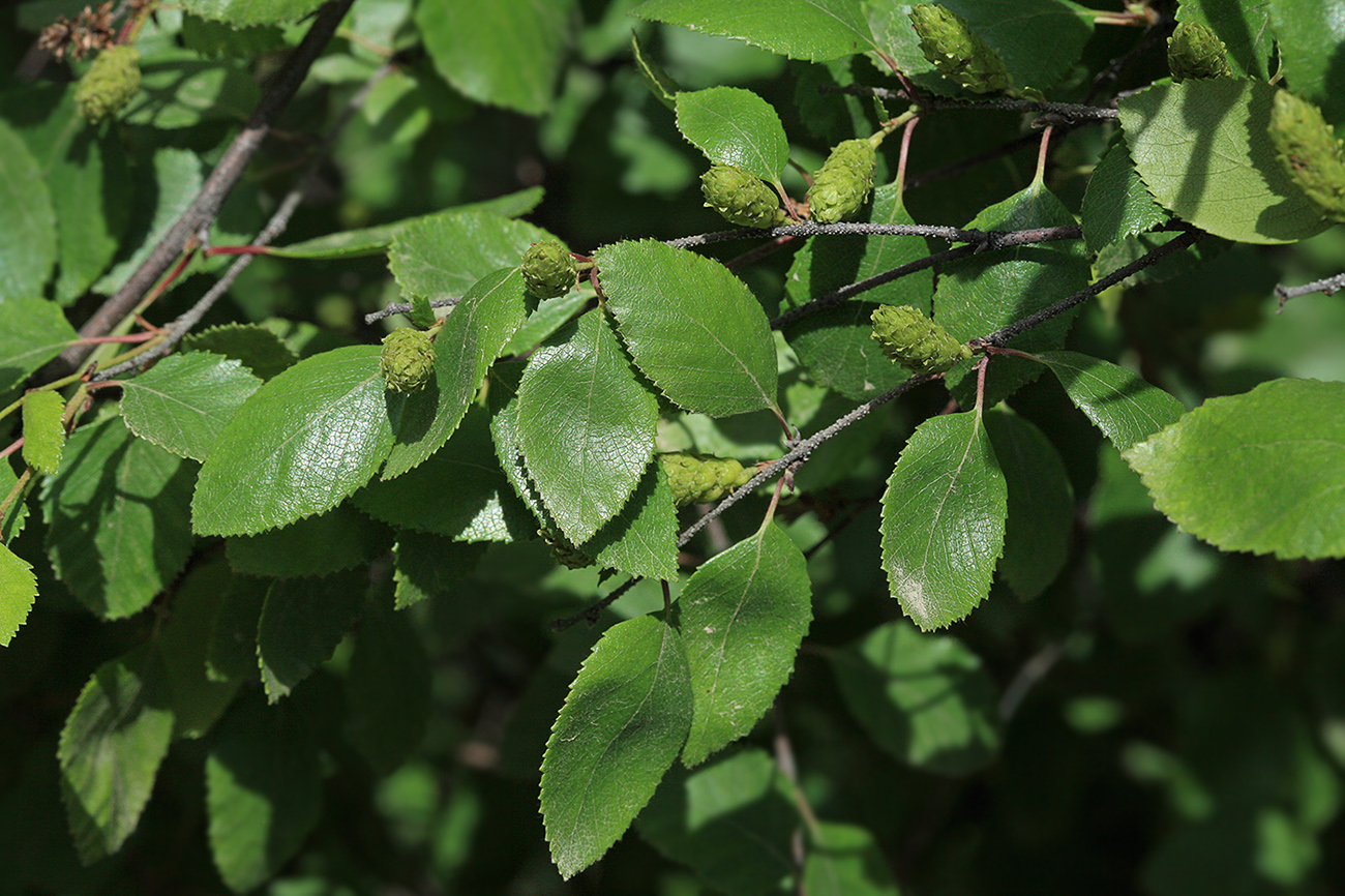 Image of Betula ovalifolia specimen.