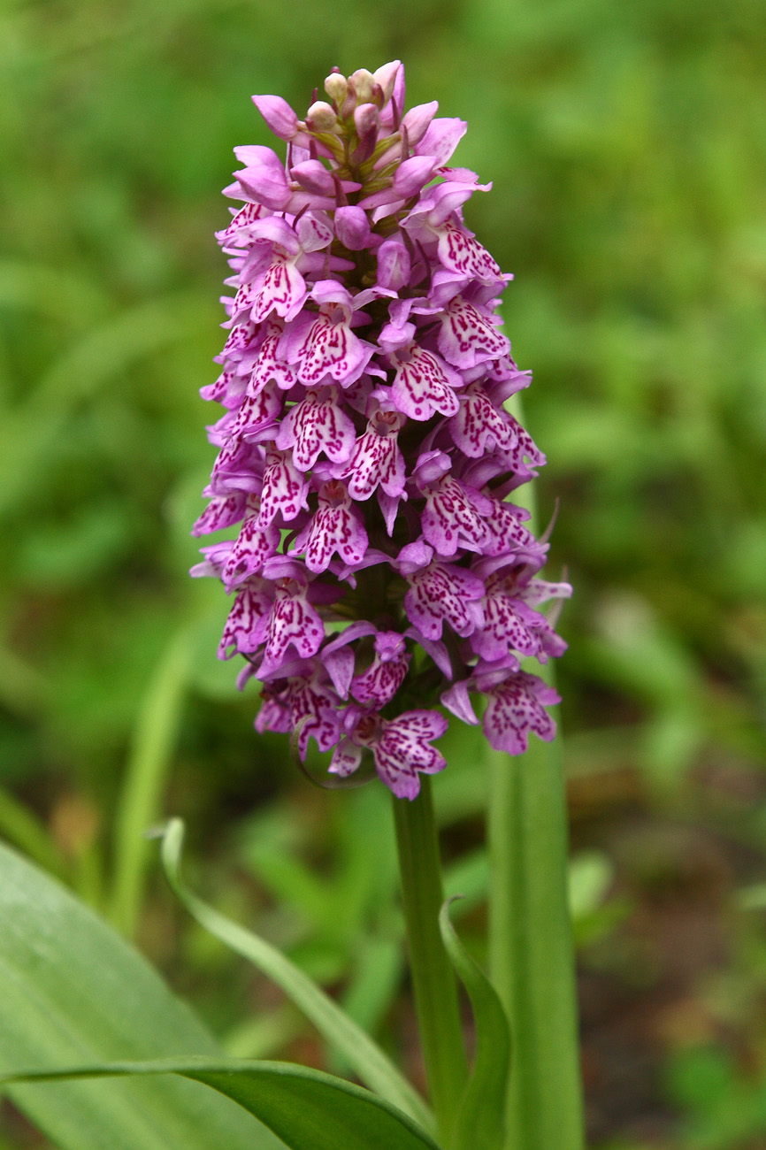 Изображение особи Dactylorhiza sibirica.