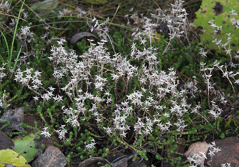 Изображение особи Sedum acre.