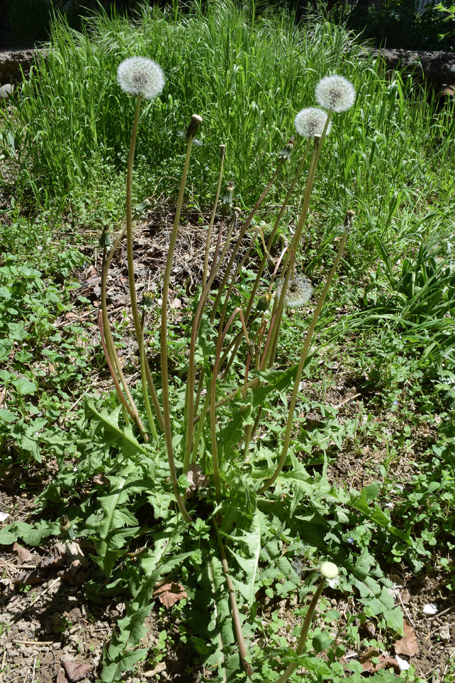 Изображение особи род Taraxacum.