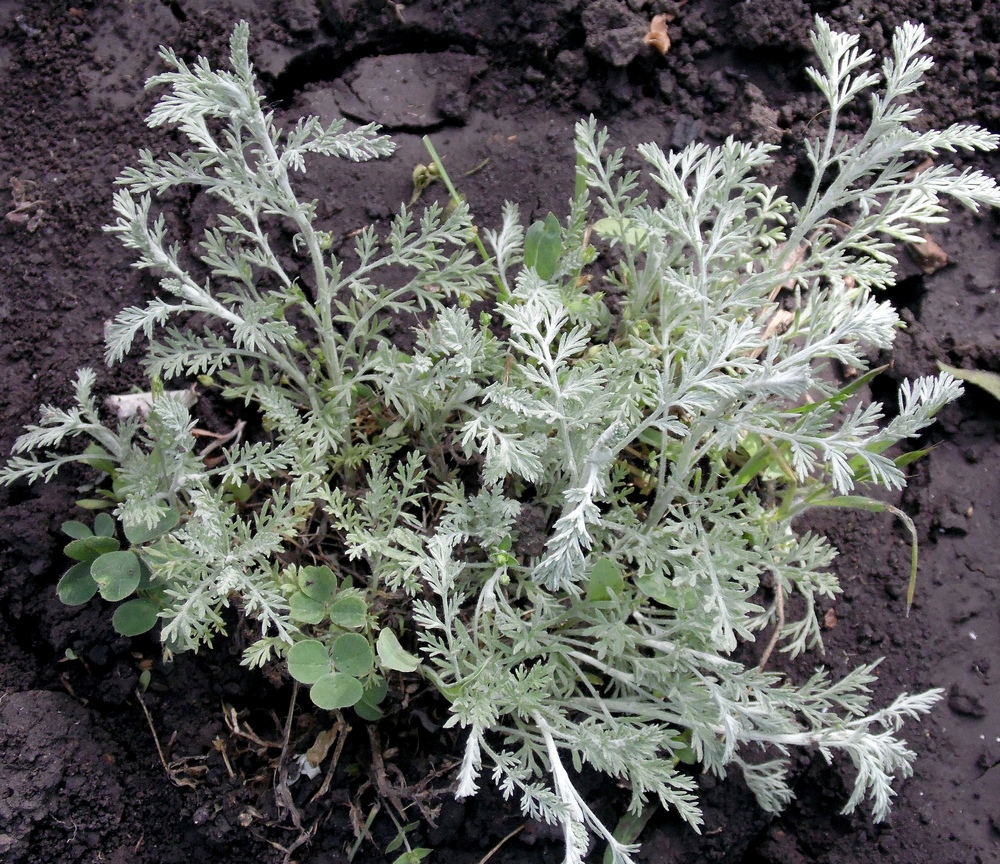 Image of genus Artemisia specimen.