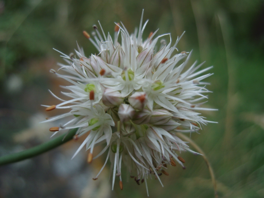 Изображение особи Allium saxatile.