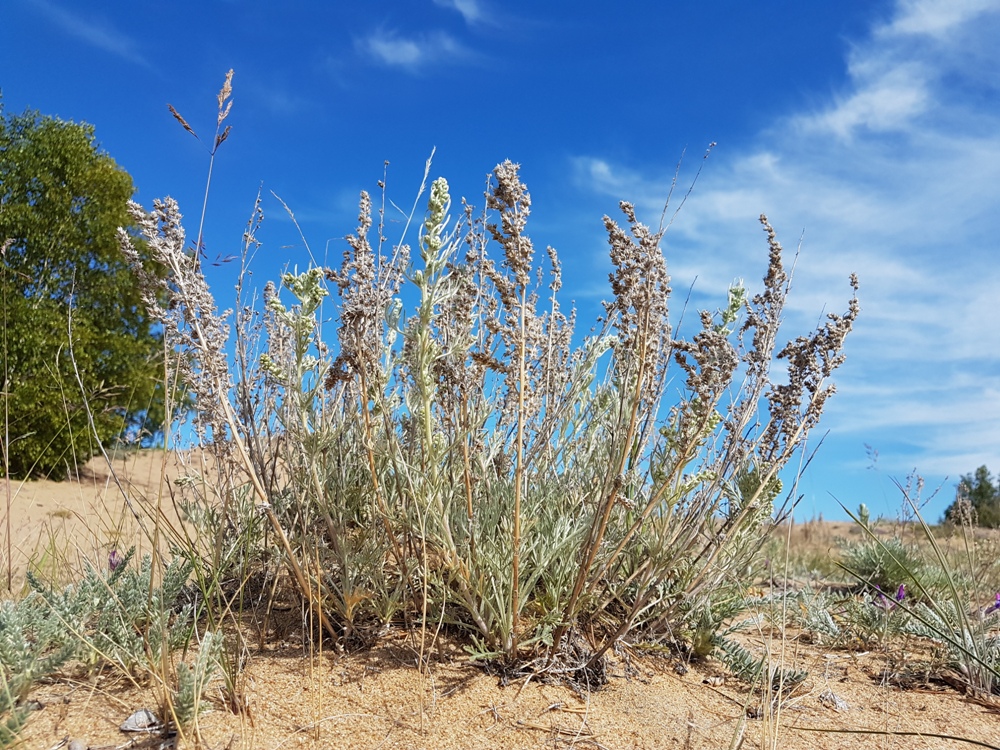 Изображение особи Artemisia ledebouriana.