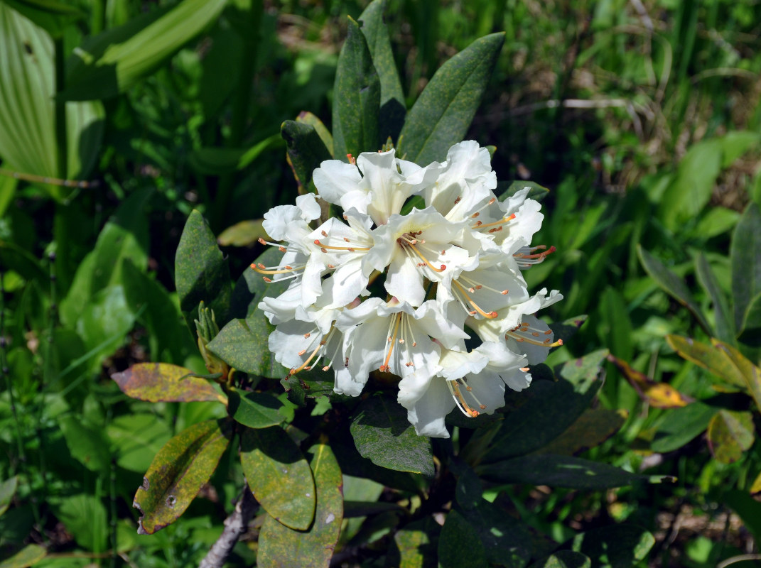 Image of Rhododendron caucasicum specimen.