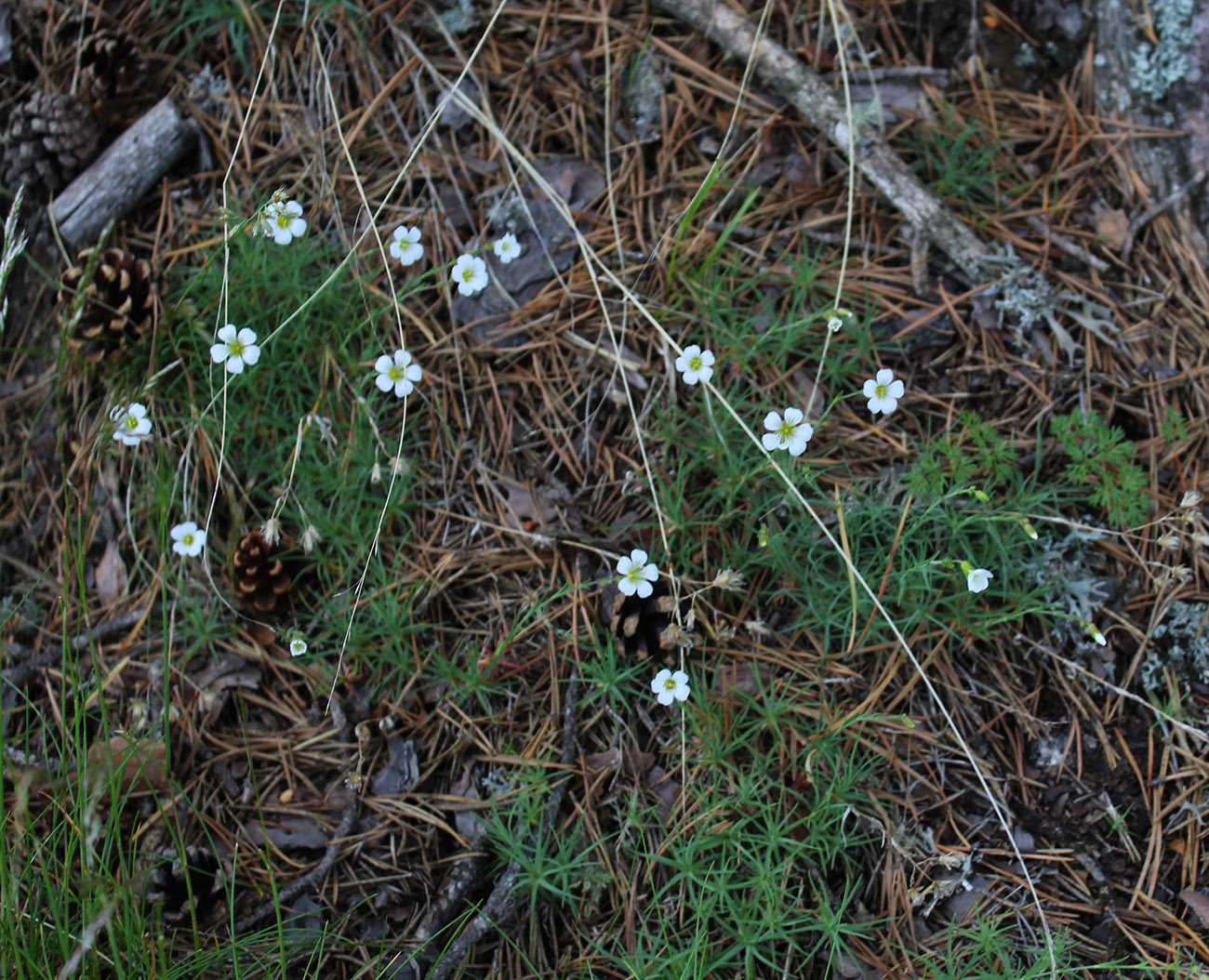 Image of Minuartia circassica specimen.