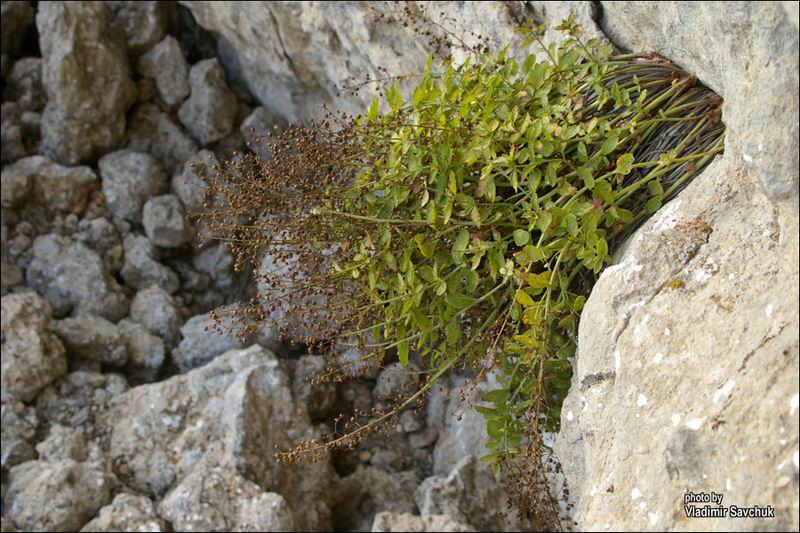 Image of Scrophularia rupestris specimen.