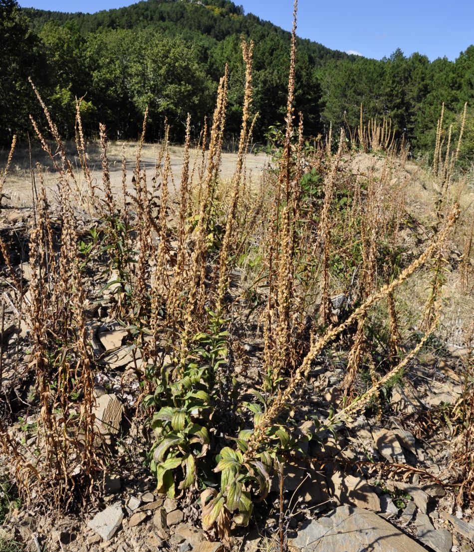 Image of Digitalis viridiflora specimen.