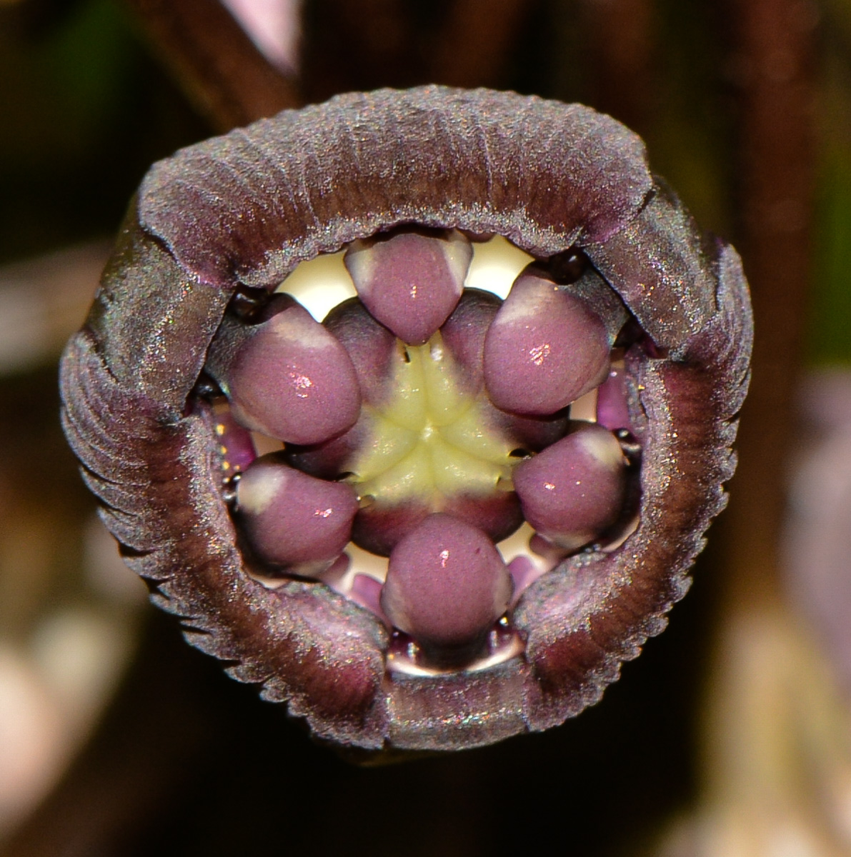 Image of Tacca chantrieri specimen.