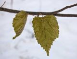 genus Tilia. Часть ветки с отмирающими листьями. Башкортостан, Белорецкий р-н, Верхнеавзянский сельсовет, окр. с. Исмакаево, хр. Большой Шатак, ≈ 800 м н.у.м, разреженный лиственный лес с преобладанием березы и с вкраплениями лиственницы. 5 ноября 2017 г.