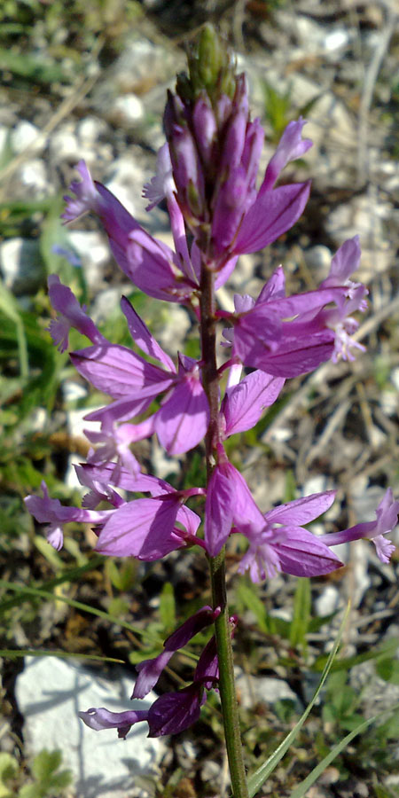 Image of Polygala major specimen.