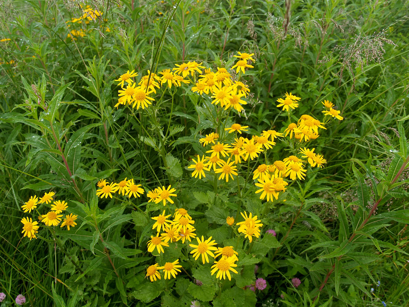 Изображение особи Senecio subalpinus.