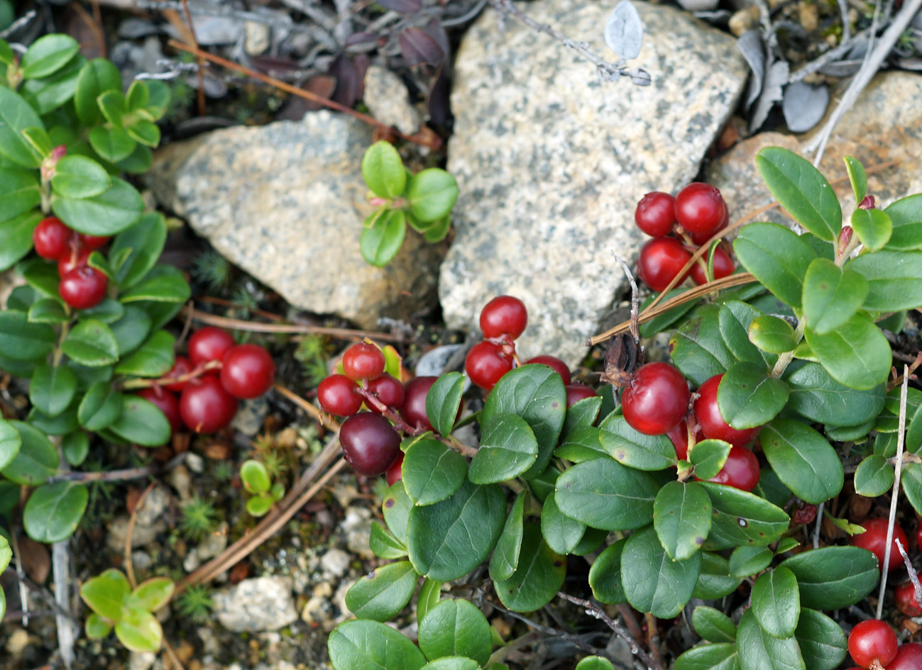 Изображение особи Vaccinium vitis-idaea.