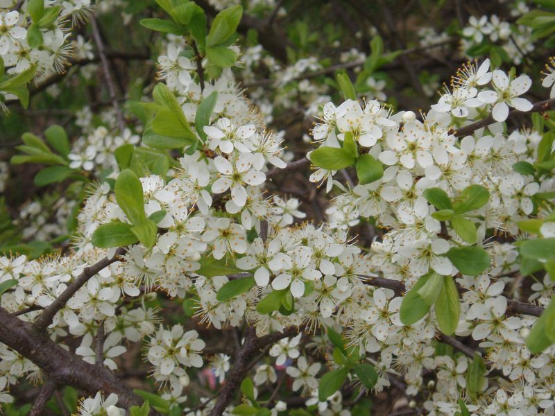 Изображение особи Prunus stepposa.