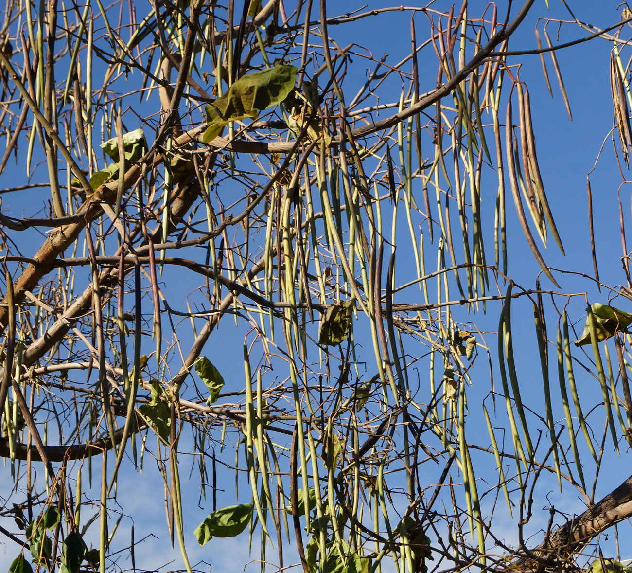 Image of Catalpa bignonioides specimen.