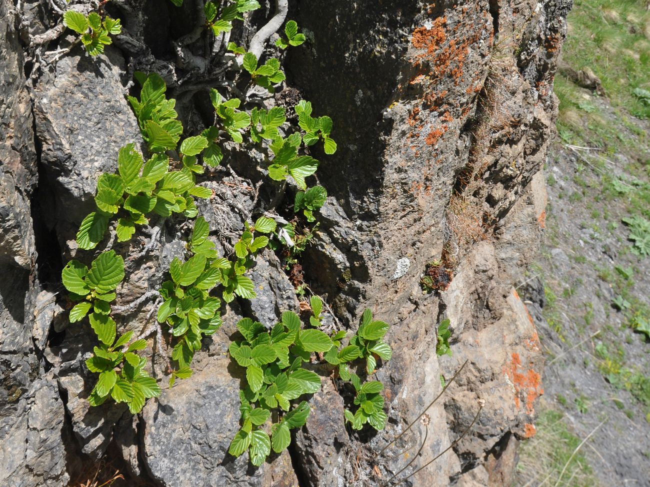 Image of Rhamnus microcarpa specimen.