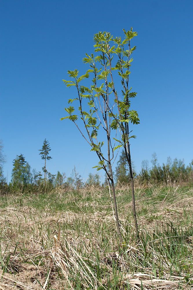 Image of Sorbus aucuparia specimen.