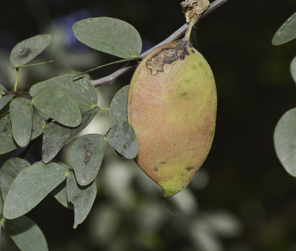 Image of Lysiphyllum gilvum specimen.