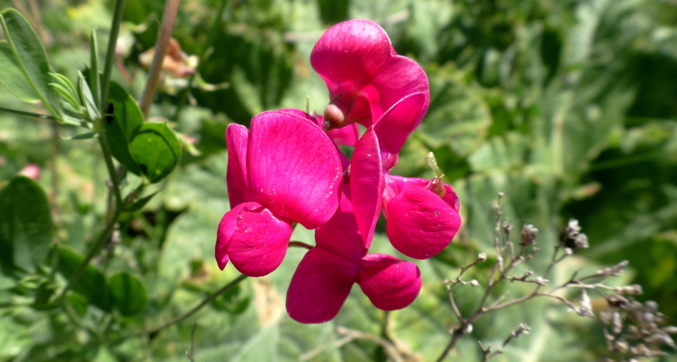 Image of Lathyrus miniatus specimen.