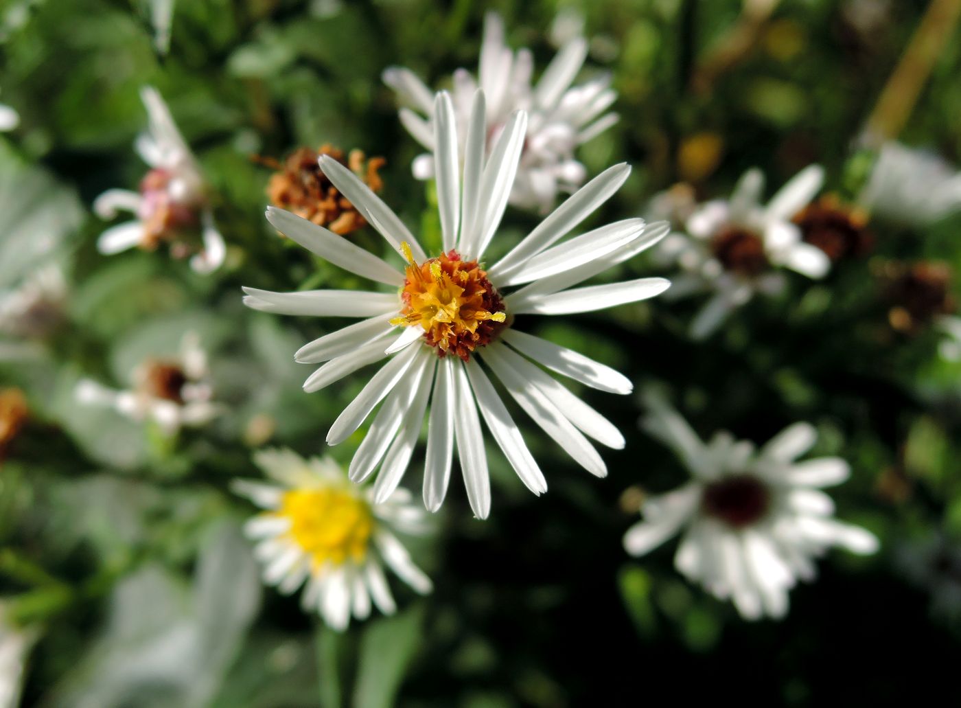 Изображение особи Symphyotrichum &times; salignum.