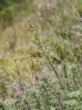 Artemisia chamaemelifolia. Цветущее растение. Кабардино-Балкария, Эльбрусский р-н, долина р. Ирик, ок. 2100 м н.у.м., субальпийский луг. 05.08.2018.