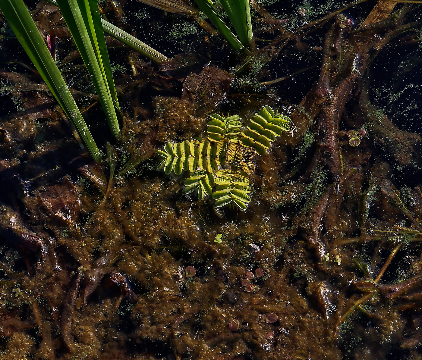 Image of Salvinia natans specimen.