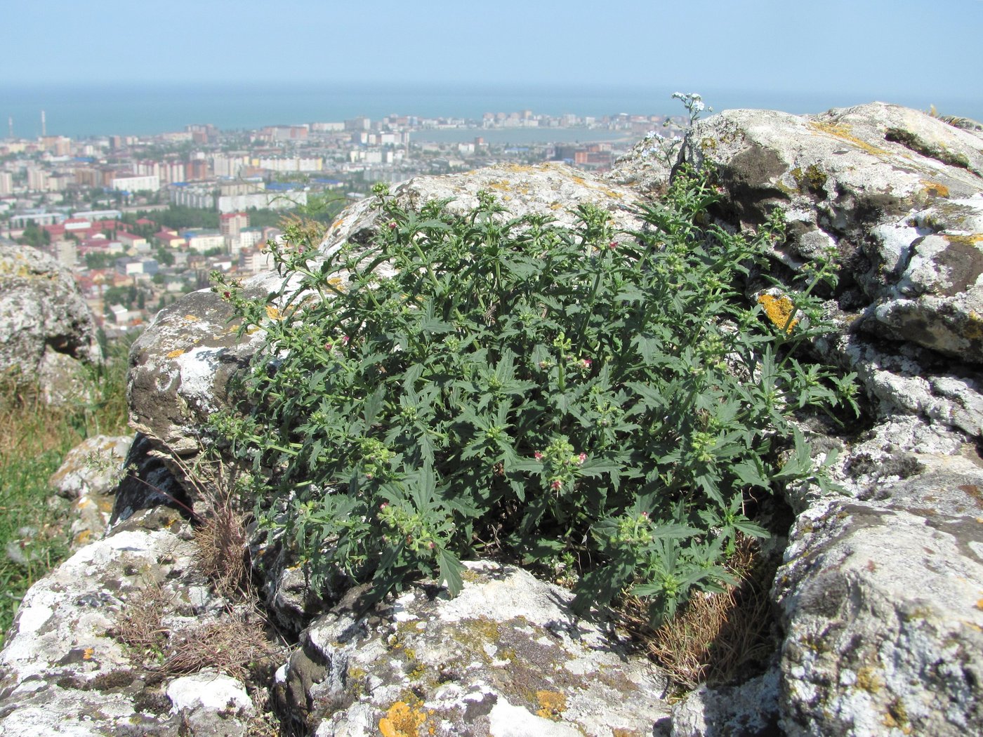 Scrophularia rupestris