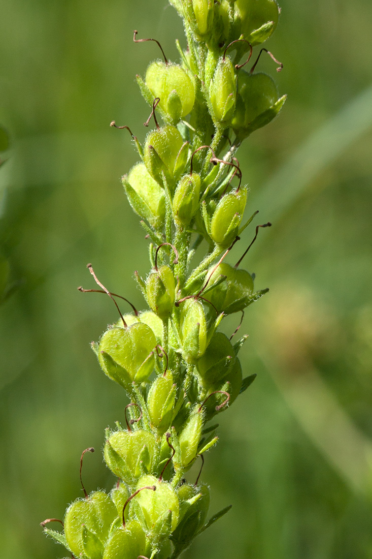 Изображение особи Veronica teucrium.