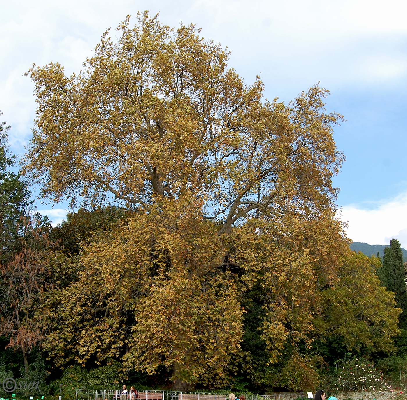 Изображение особи Platanus orientalis.