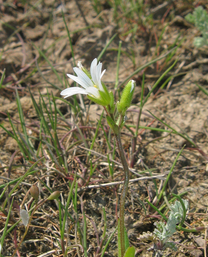 Image of Dichodon viscidum specimen.