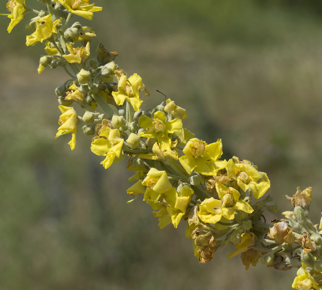 Image of Verbascum lychnitis specimen.