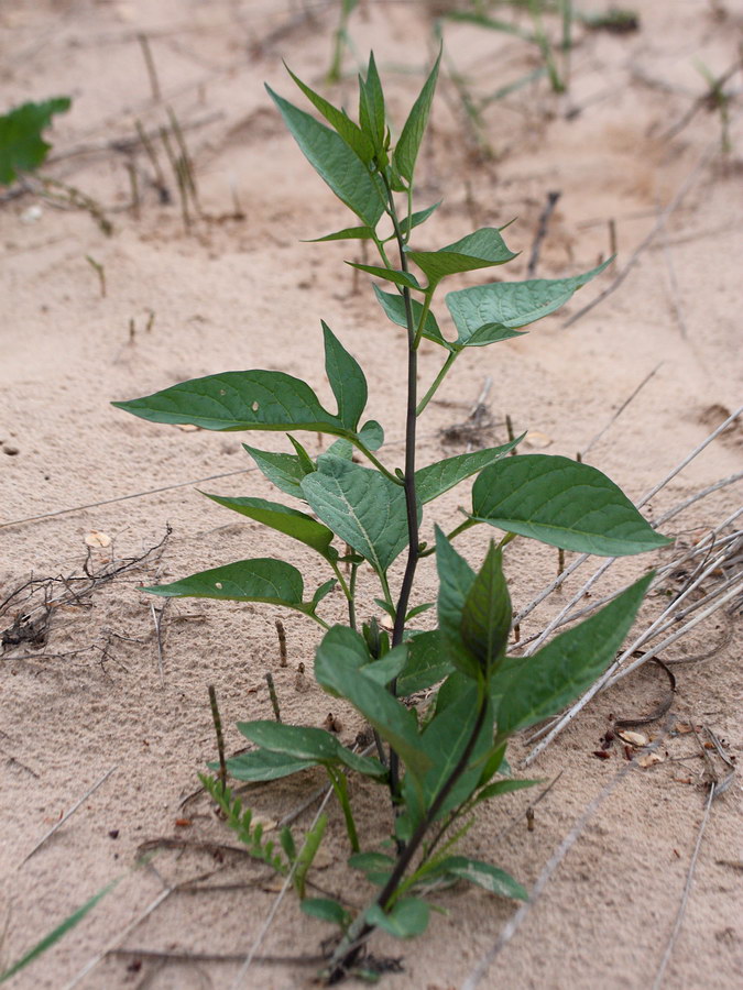 Изображение особи Solanum dulcamara.