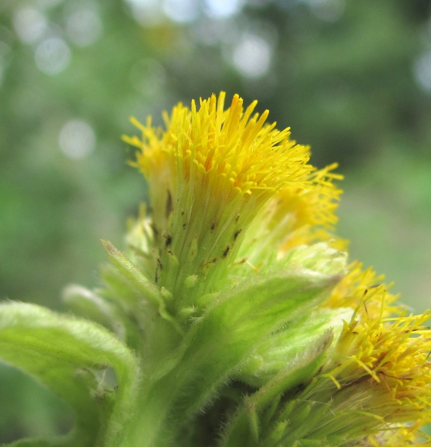 Image of Inula thapsoides specimen.