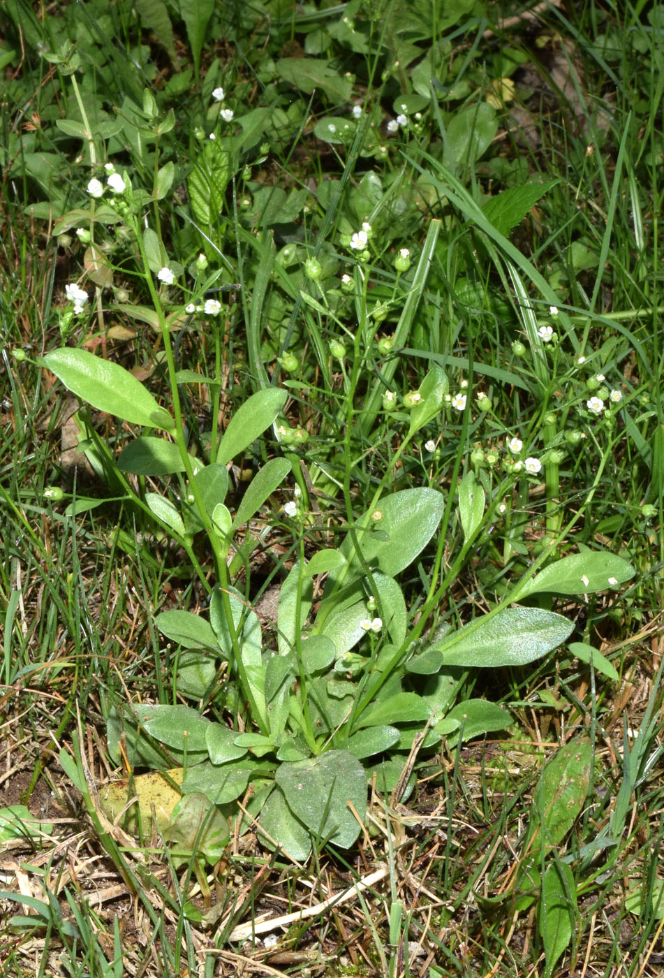 Image of Samolus valerandi specimen.