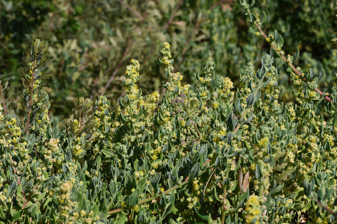 Image of Tetragonia decumbens specimen.