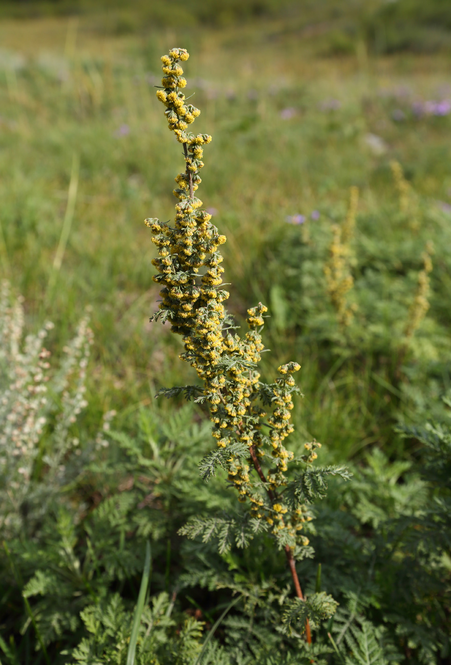 Image of Artemisia stechmanniana specimen.