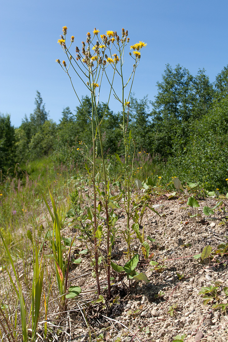 Image of Crepis biennis specimen.