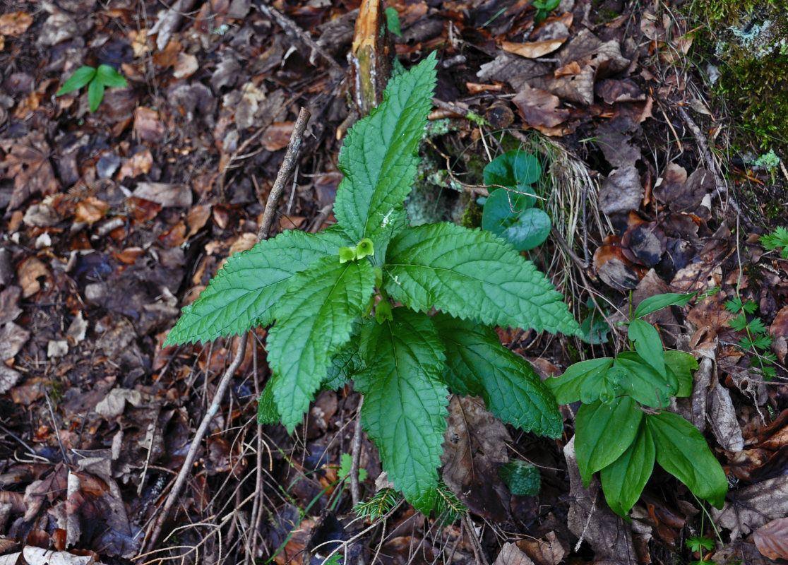 Изображение особи Melittis melissophyllum ssp. albida.