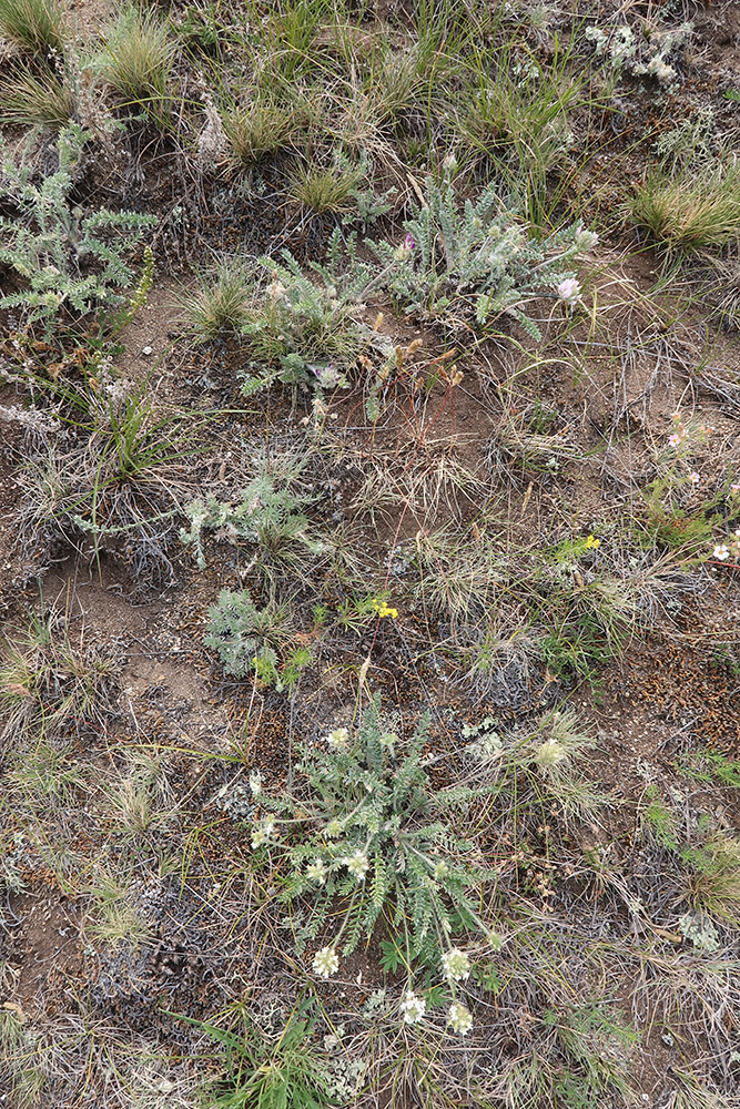 Изображение особи Oxytropis selengensis.