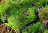 genus Bryum. Вегетирующие и спороносящие растения. Алтай, Улаганский р-н, окр. с. Акташ, Курайский хребет, долина р. Ярлы-Амры, ≈ 1200 м н.у.м., опушка смешанного леса, каменистый берег ручья. 21.06.2019.