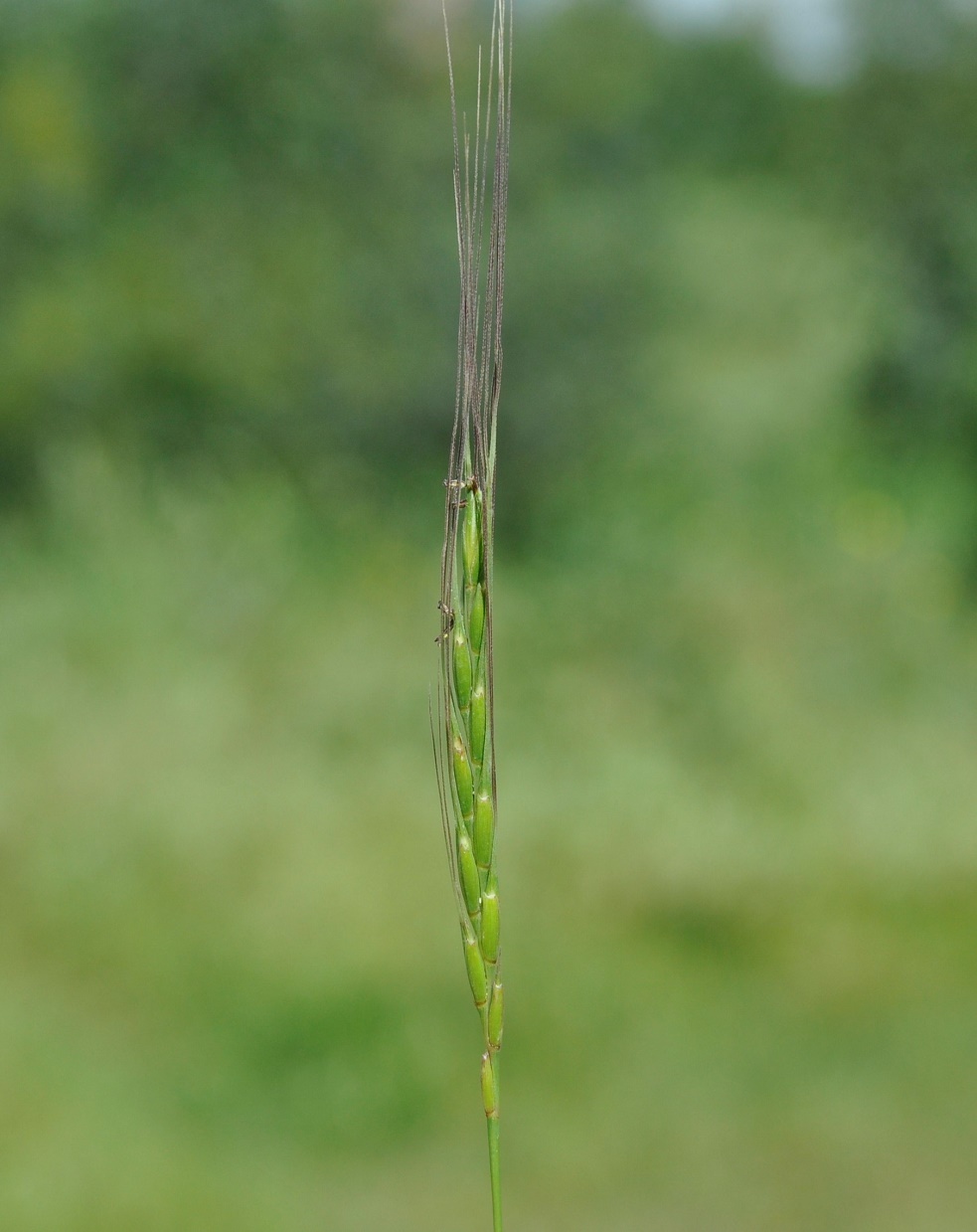 Image of Aegilops bicornis specimen.